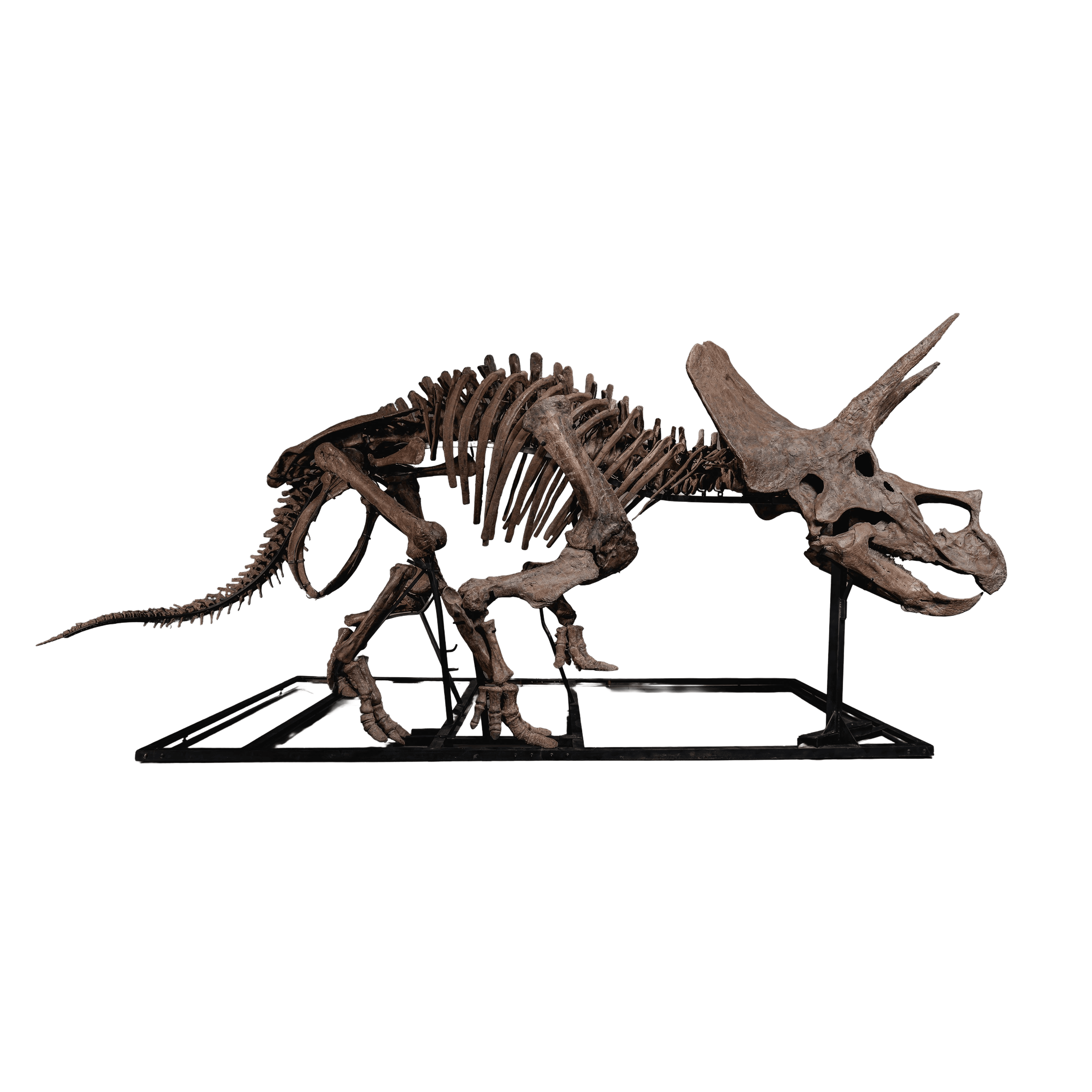 Trey the Triceratops